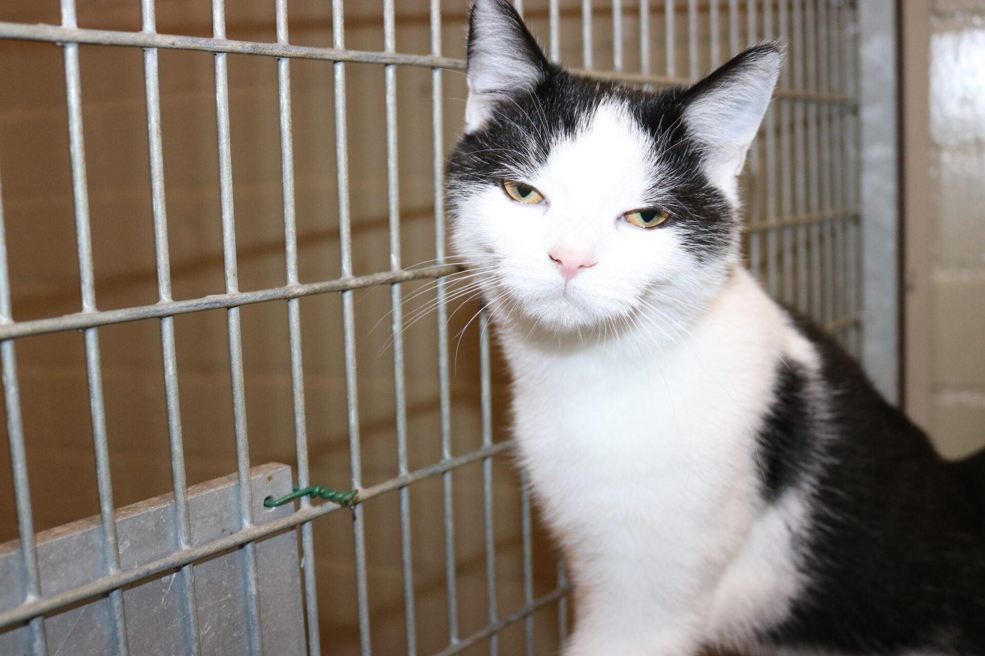 Schematic illustration of chromatin organization, showing DNA wrapped around histone proteins to form nucleosomes connected by linker DNA in a beads-on-a-string arrangement. These nucleosomes fold into higher-order chromatin fibres through internucleosomal interactions, eventually compacting into a chromatid. An inset zoom highlights the nucleosome core particle with histone proteins (H2A, H2B, H3, H4), linker histone H1, and extending N-terminal tails.