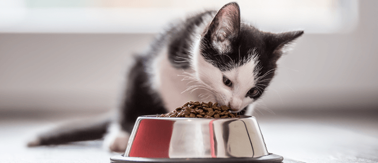 New Research Shows Cats Need Five Little Treats Per Day